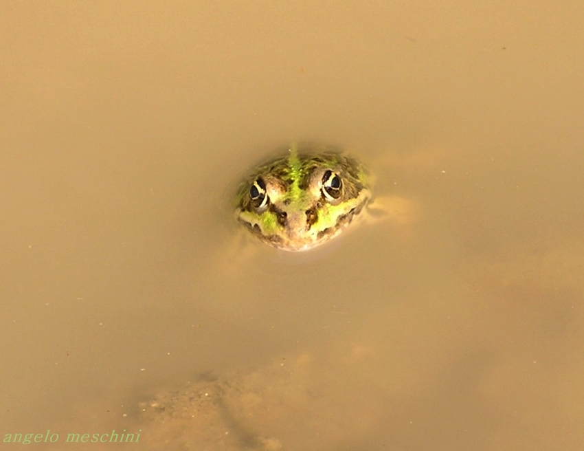 Una rana verde - Pelophylax sp. (prov. Viterbo)